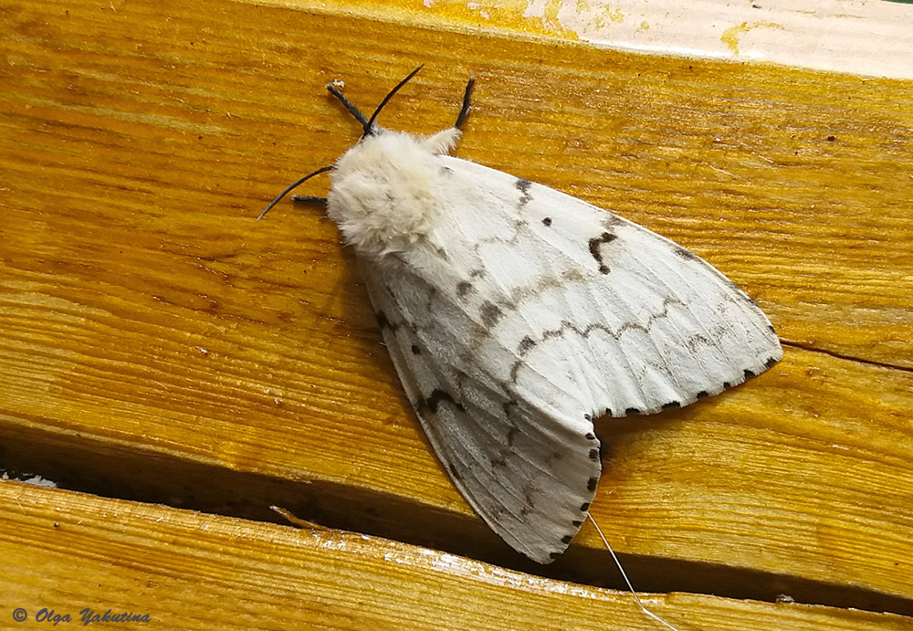 Голая ночная бабочка в белом костюме фотографии