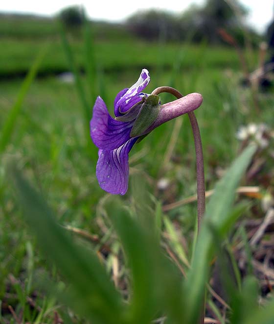 Viola milanae 