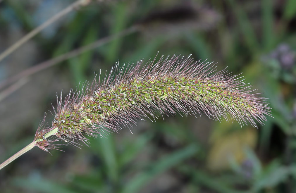   (Setaria viridis)