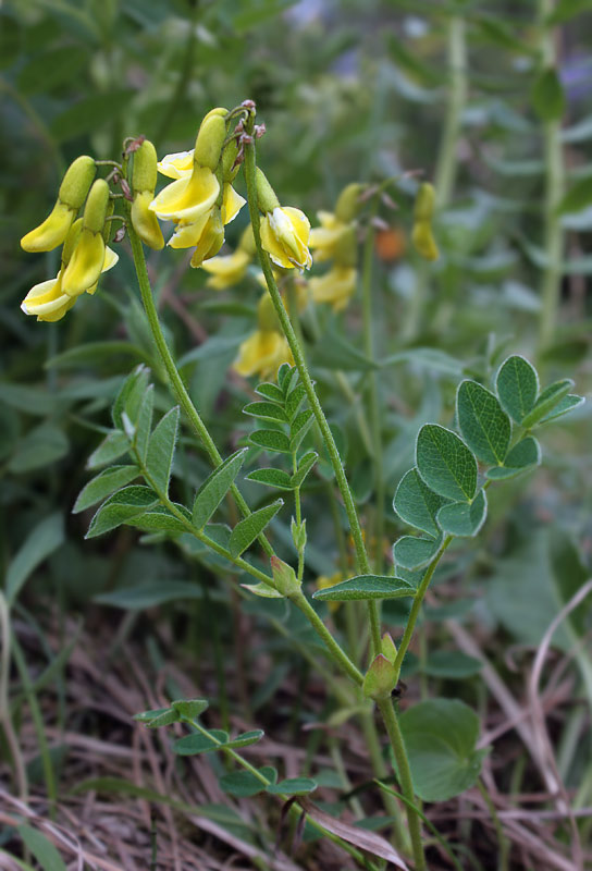   (Astragalus umbellatus)