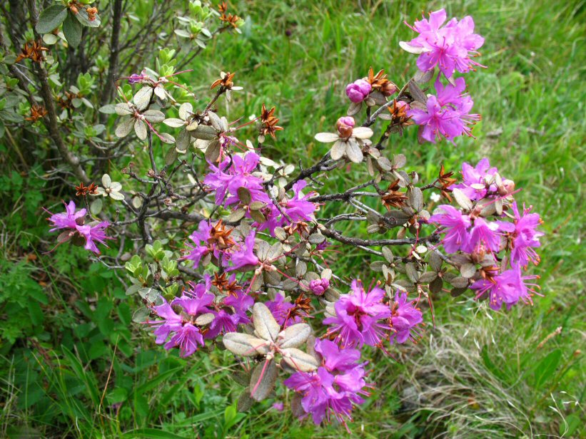 Rhododendron lapponicum subsp. parvifolium