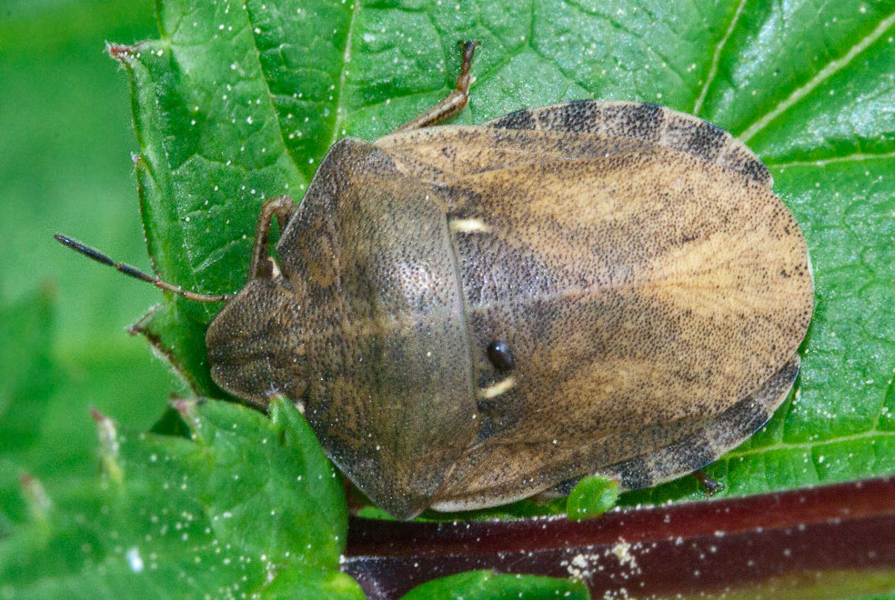   (Eurygaster testudinaria)