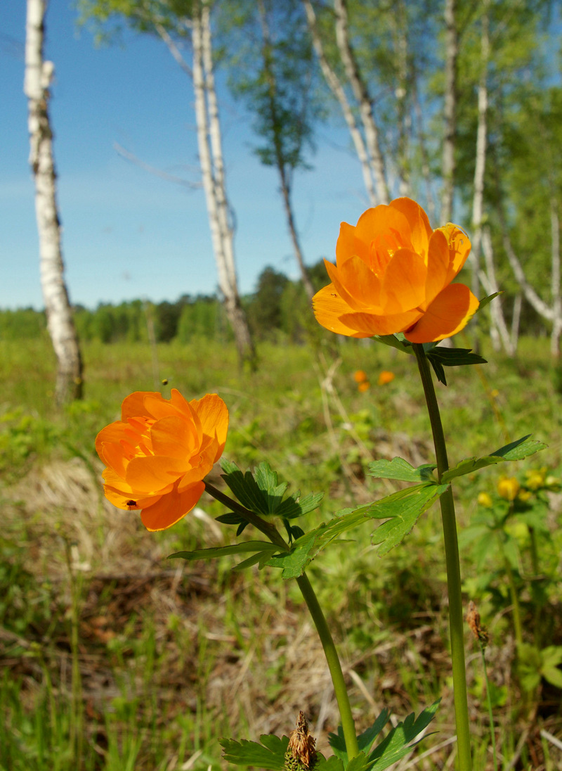 Цветок огонек фото в лесу
