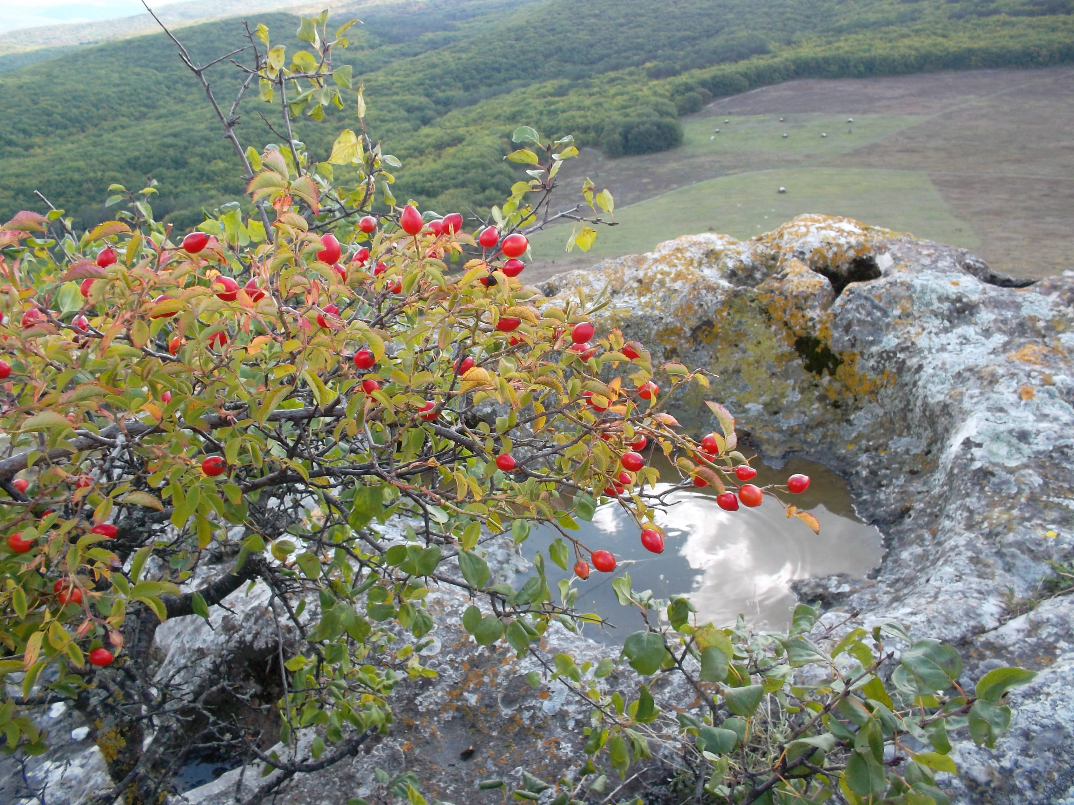 Где растет шиповник. Шиповник Камчатский. Шиповник Камчатский куст. Шиповник на Камчатке. Шиповник Байкальский.