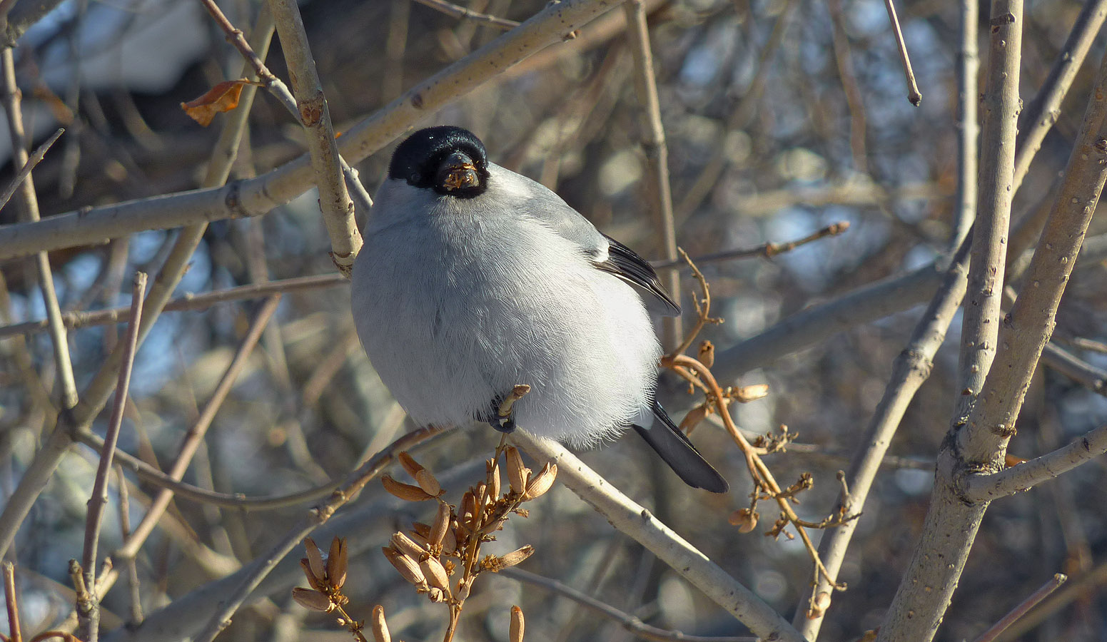 Птицы сибири фото с названиями зимой кемерово