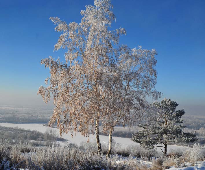 Polar white birch