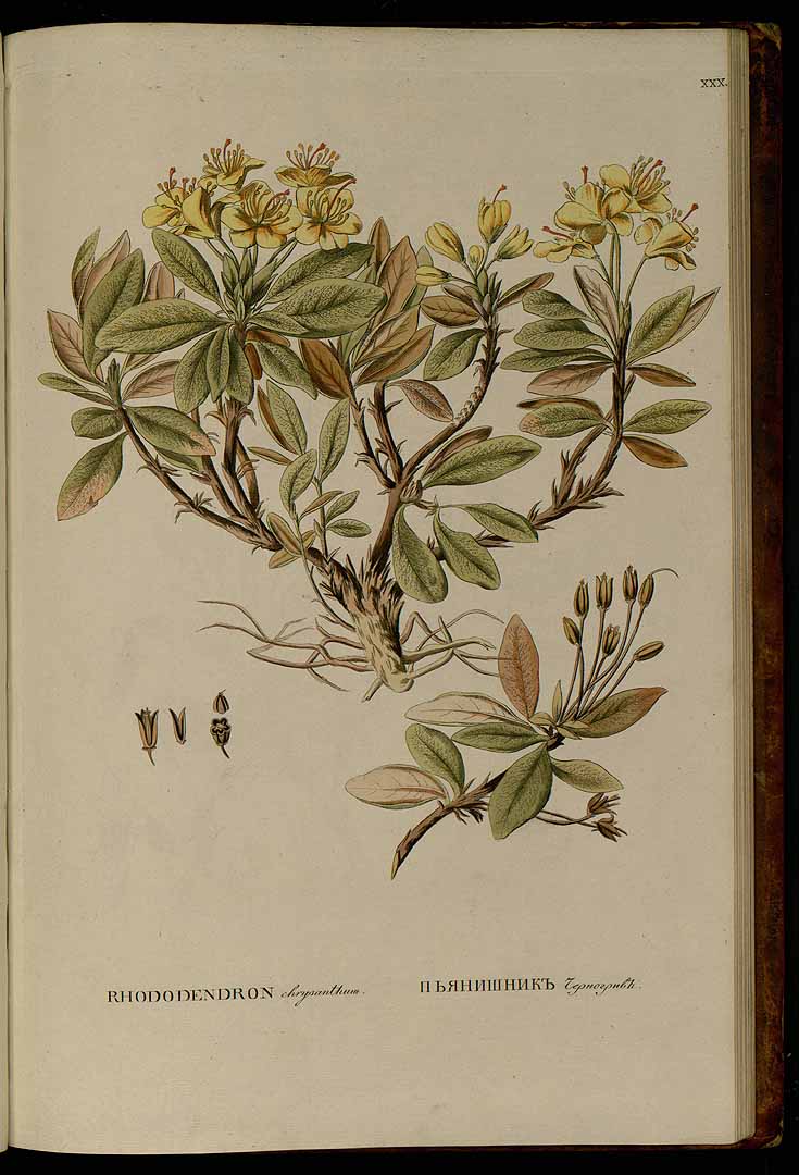 Rhododendron aureum Georgi [as Rhododendron chrysanthum Pallas] Pallas, P.S., Flora rossica, vol. 1(1): p. 44, t. 30 (1784) [K.F. Knappe]
