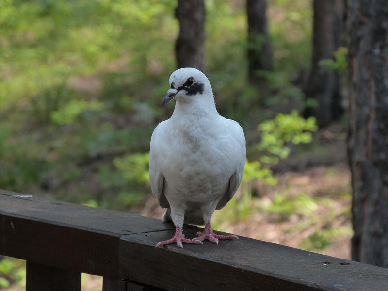 �� ������, �����