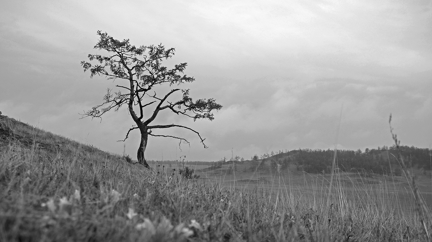 ������ ������