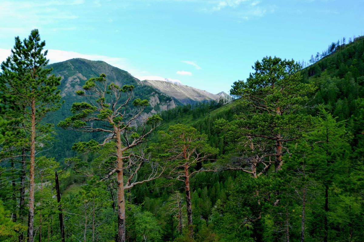 Аршан фото лето