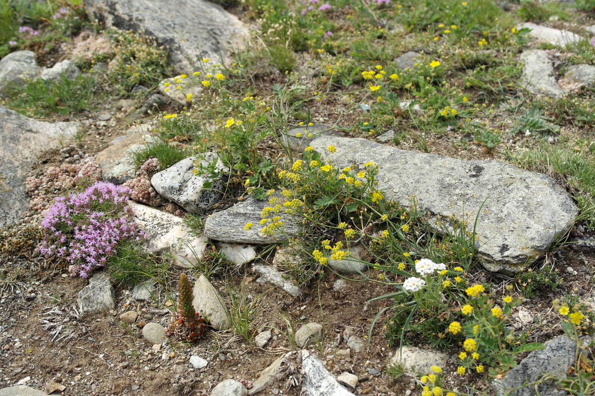 ��� �����-������� �������� ������ �����