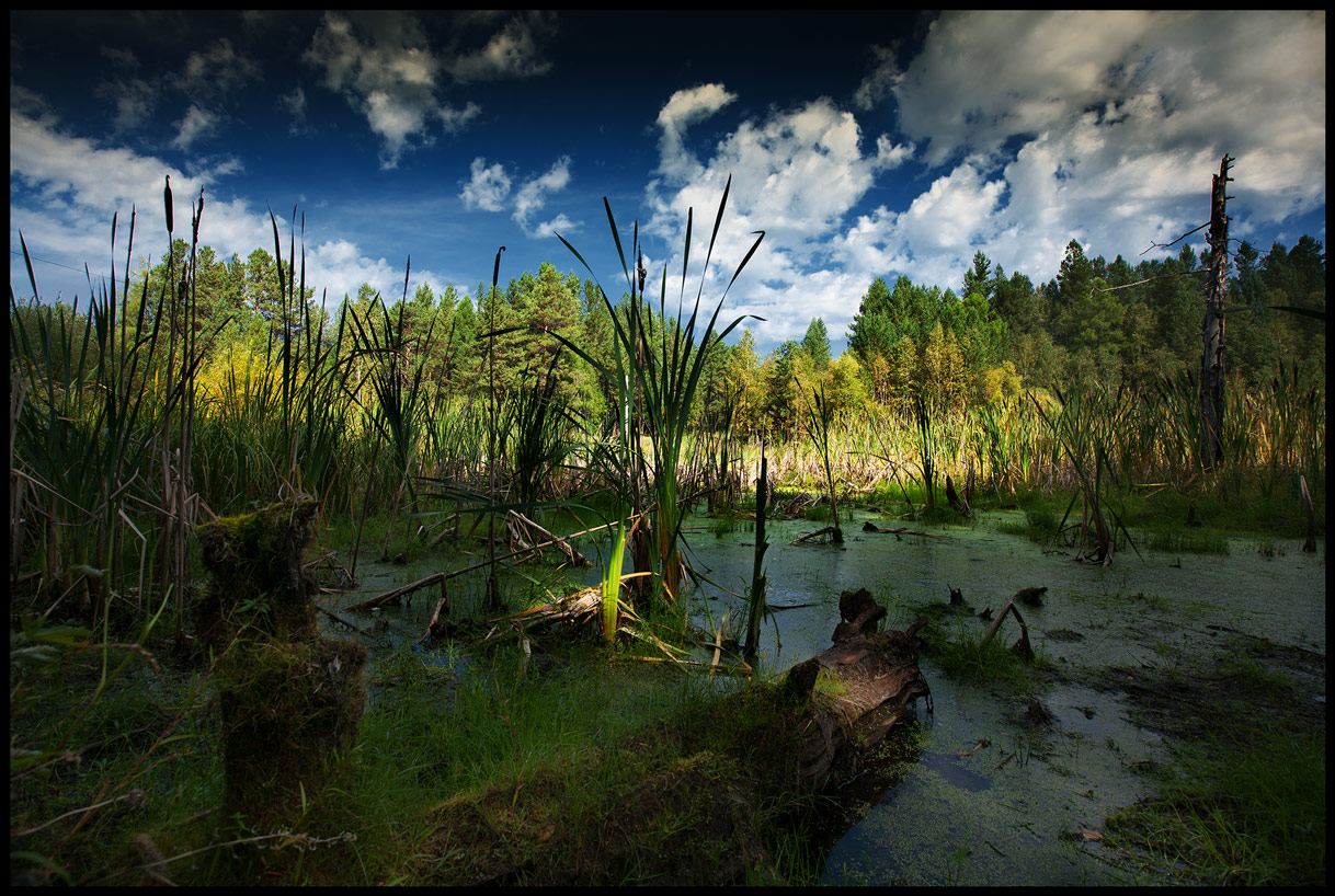 Х болото. Черноисточинское болото. Болото в лесу. Пейзаж болото. Тропические болота.