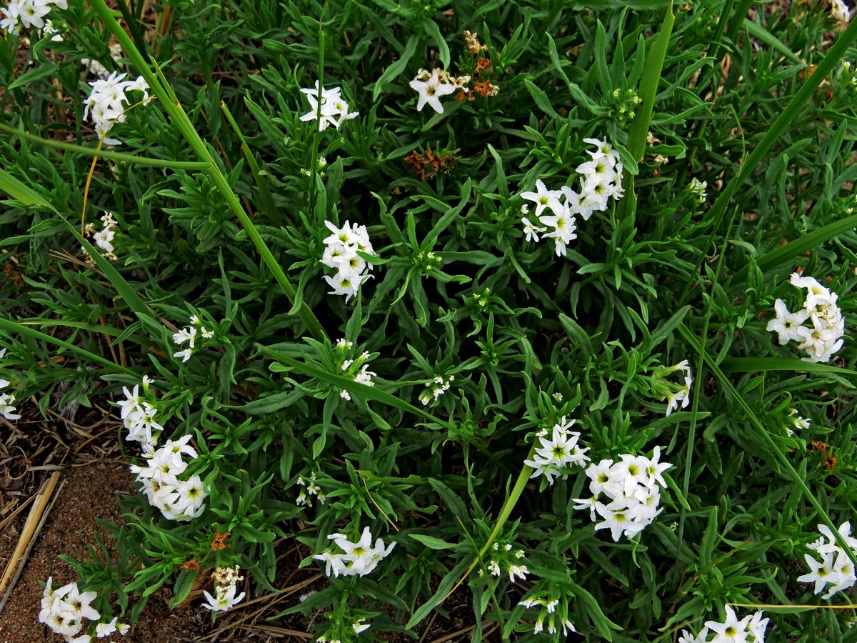   (Argusia rosmarinifolia)