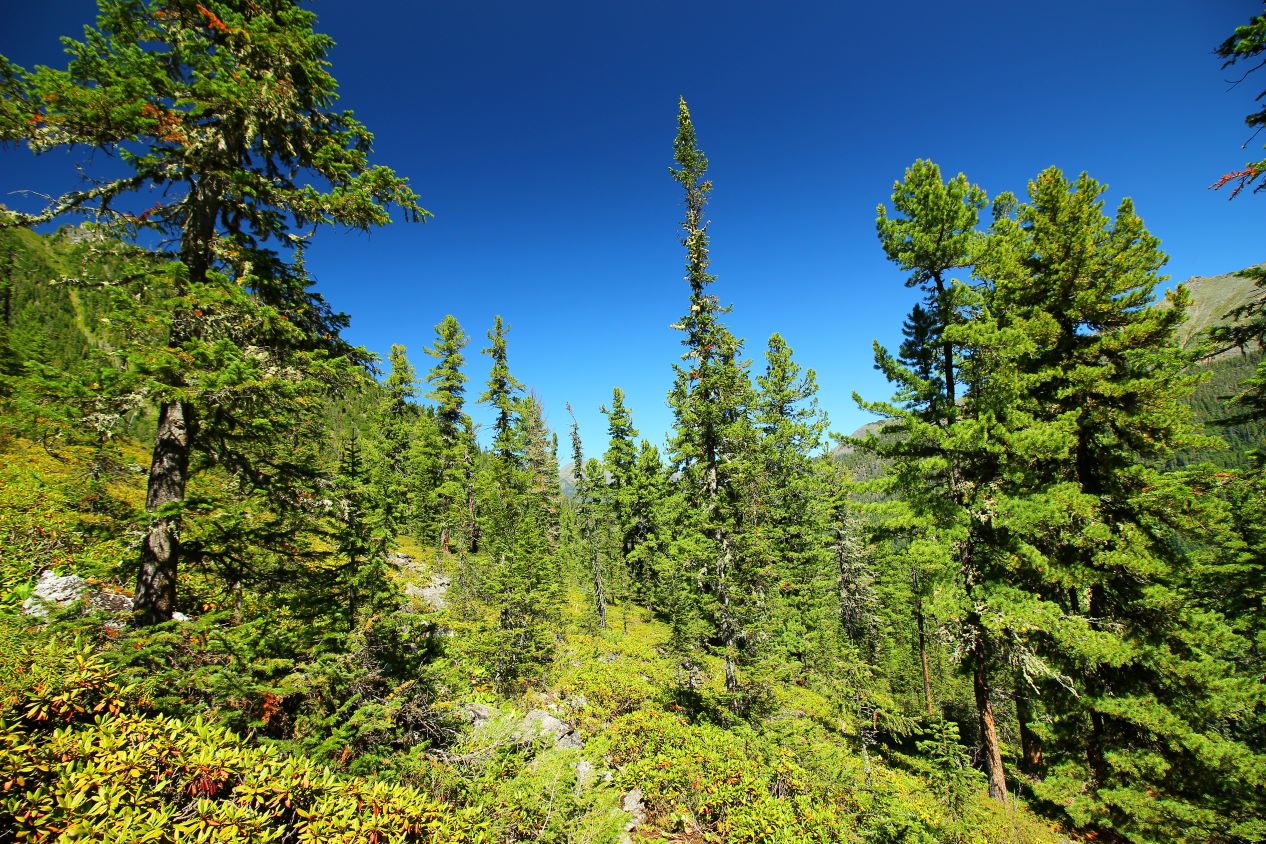 �� ������