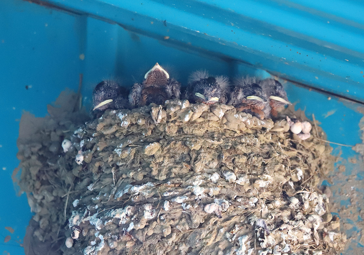 ��� ����� ��� �����, � � - ���������