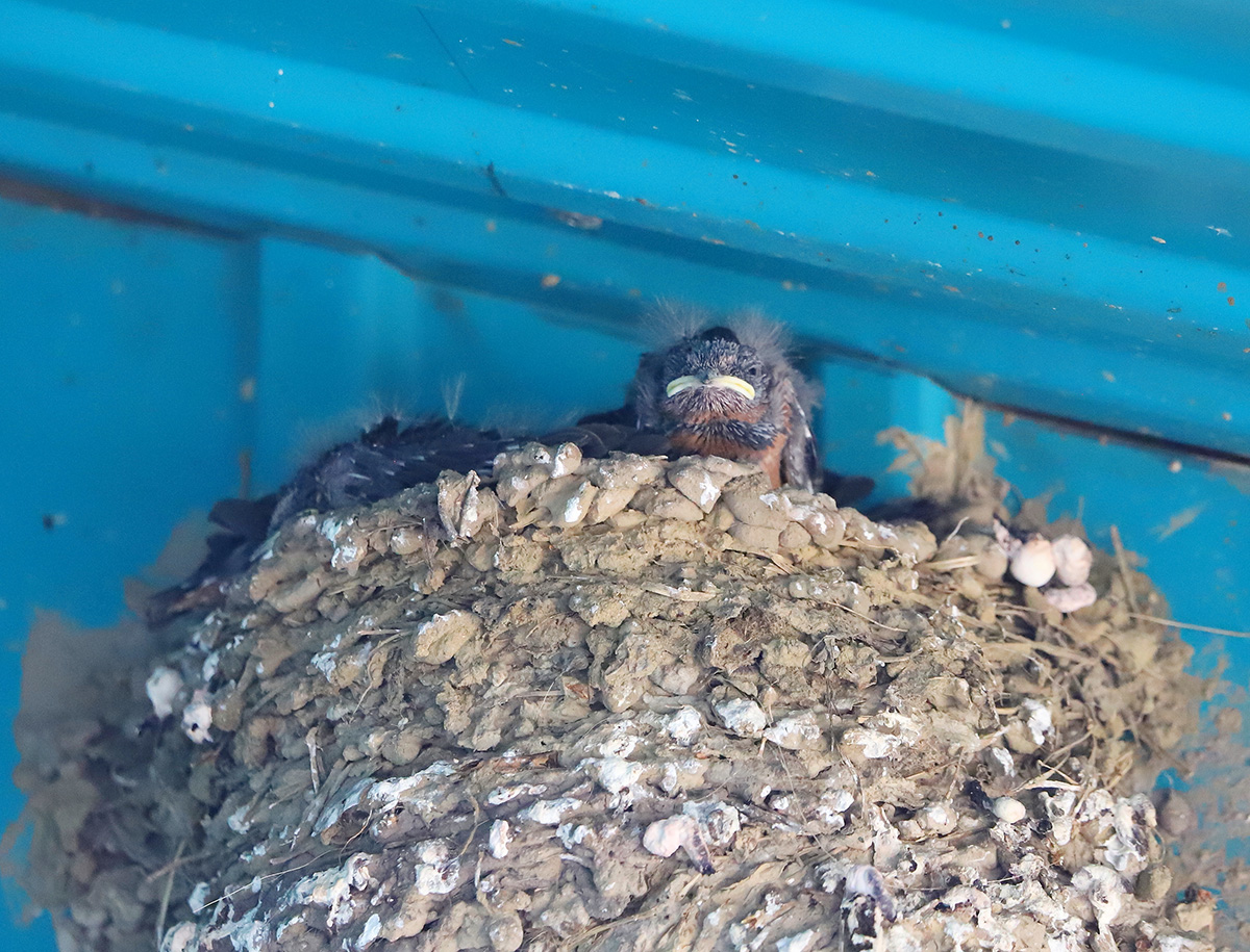 ����� "�������" �� �����