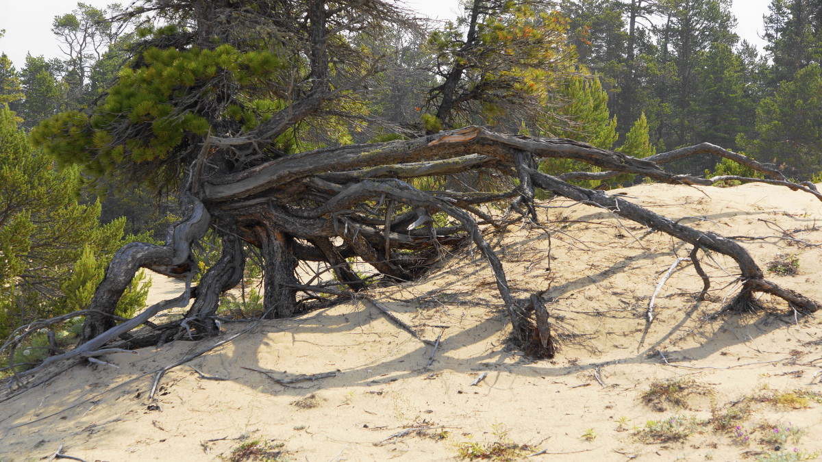 � ����������� ����� �