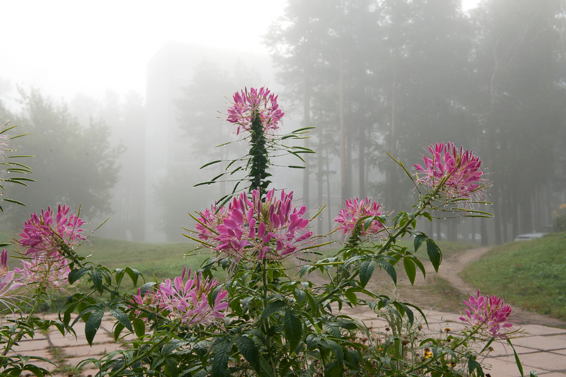 ����� �������