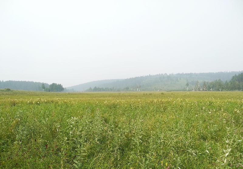 ���� ������