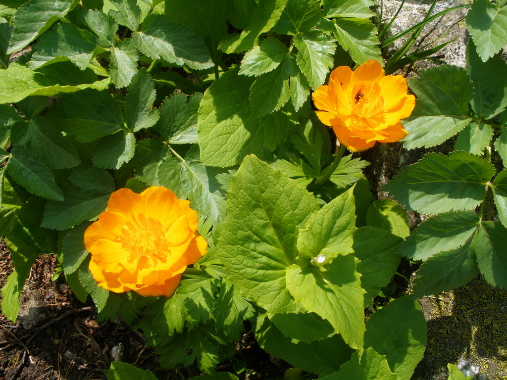 ��������� �������