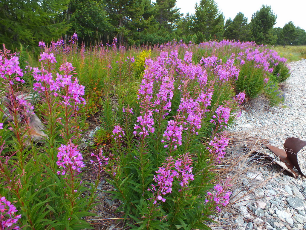 ����-��� ��������� ��������� ������� ����