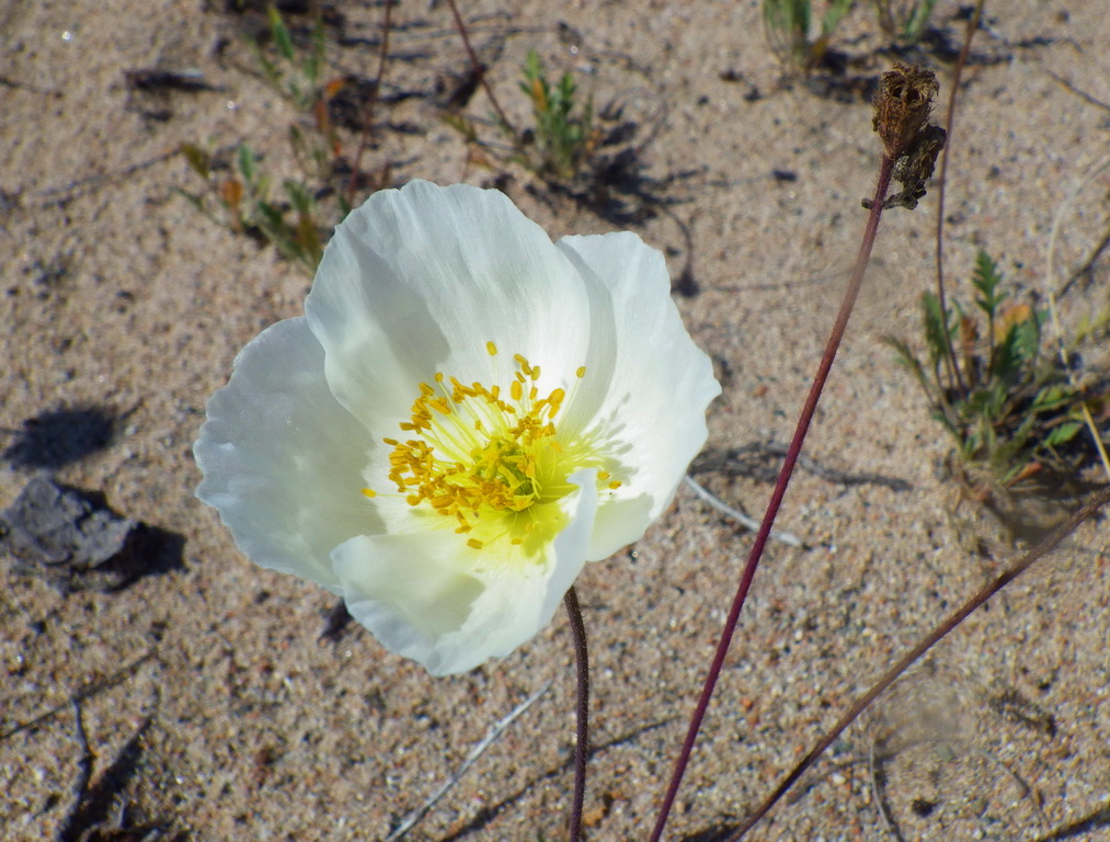 ��� �����������