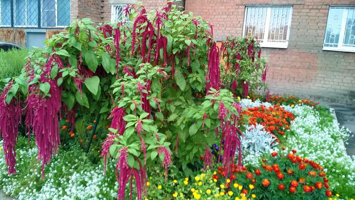 ������� ��������� ����