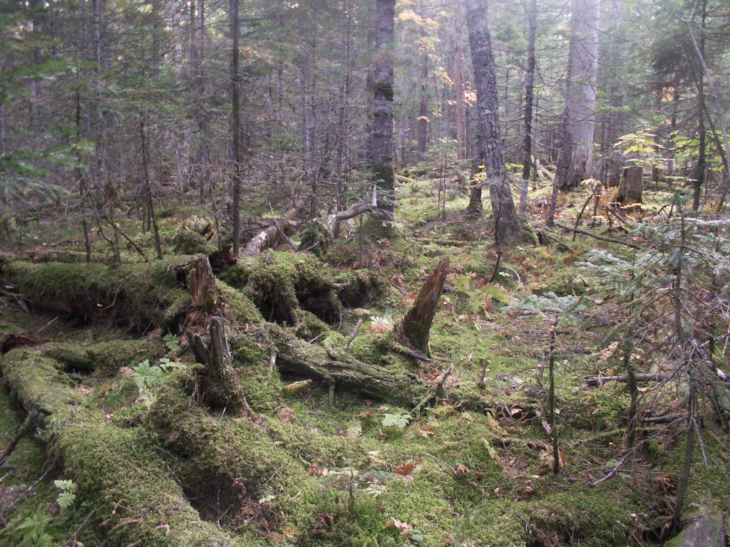 ������ �����