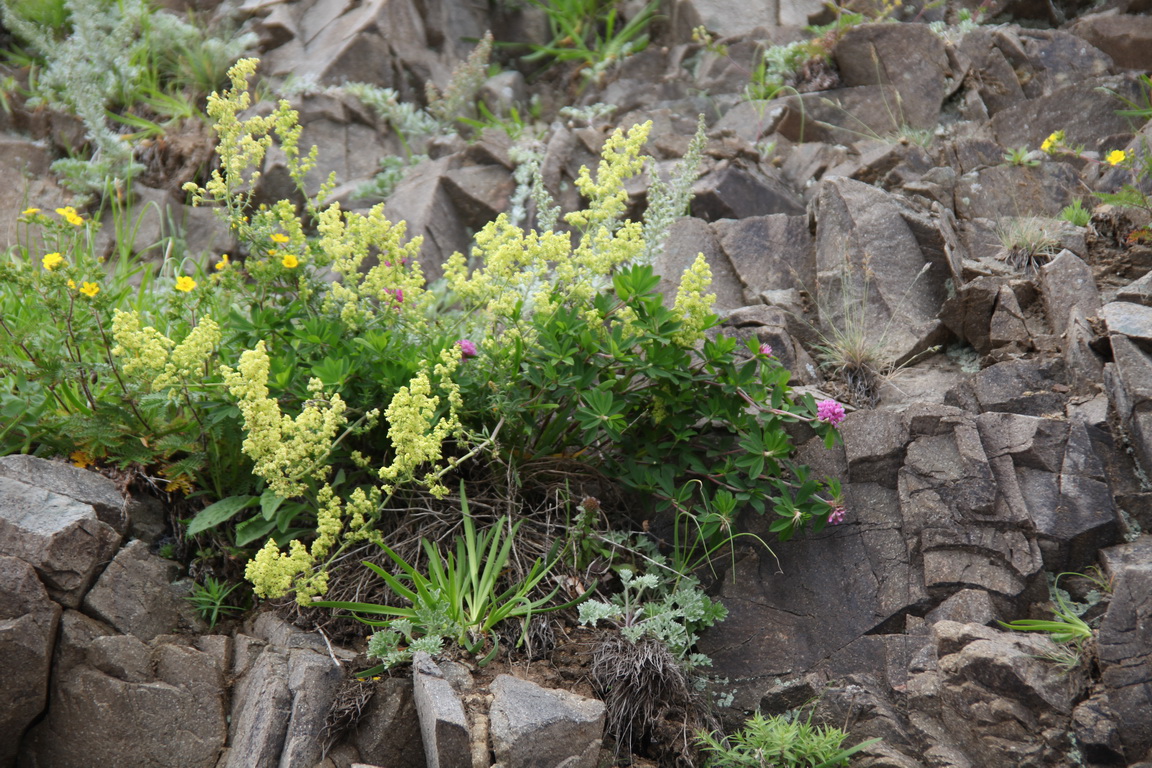 ����� �� ������