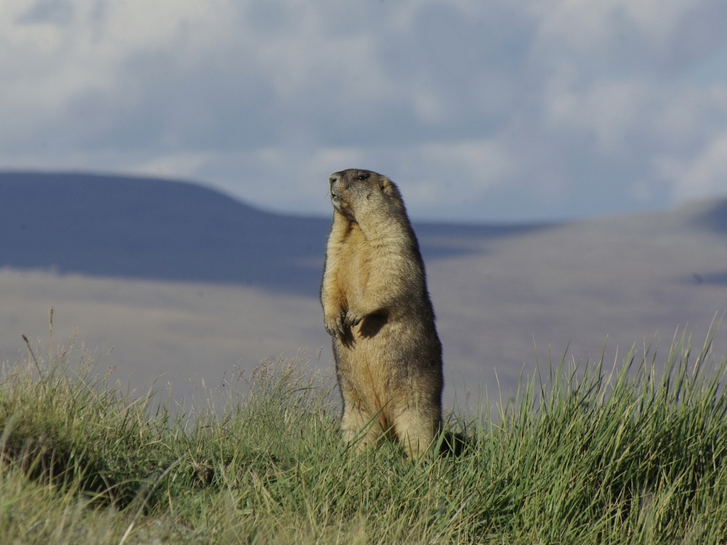 Сурк. Сурок Алтай. Серый сурок (Marmota baibacina). Серый Алтайский сурок. Сурок на Байкале.