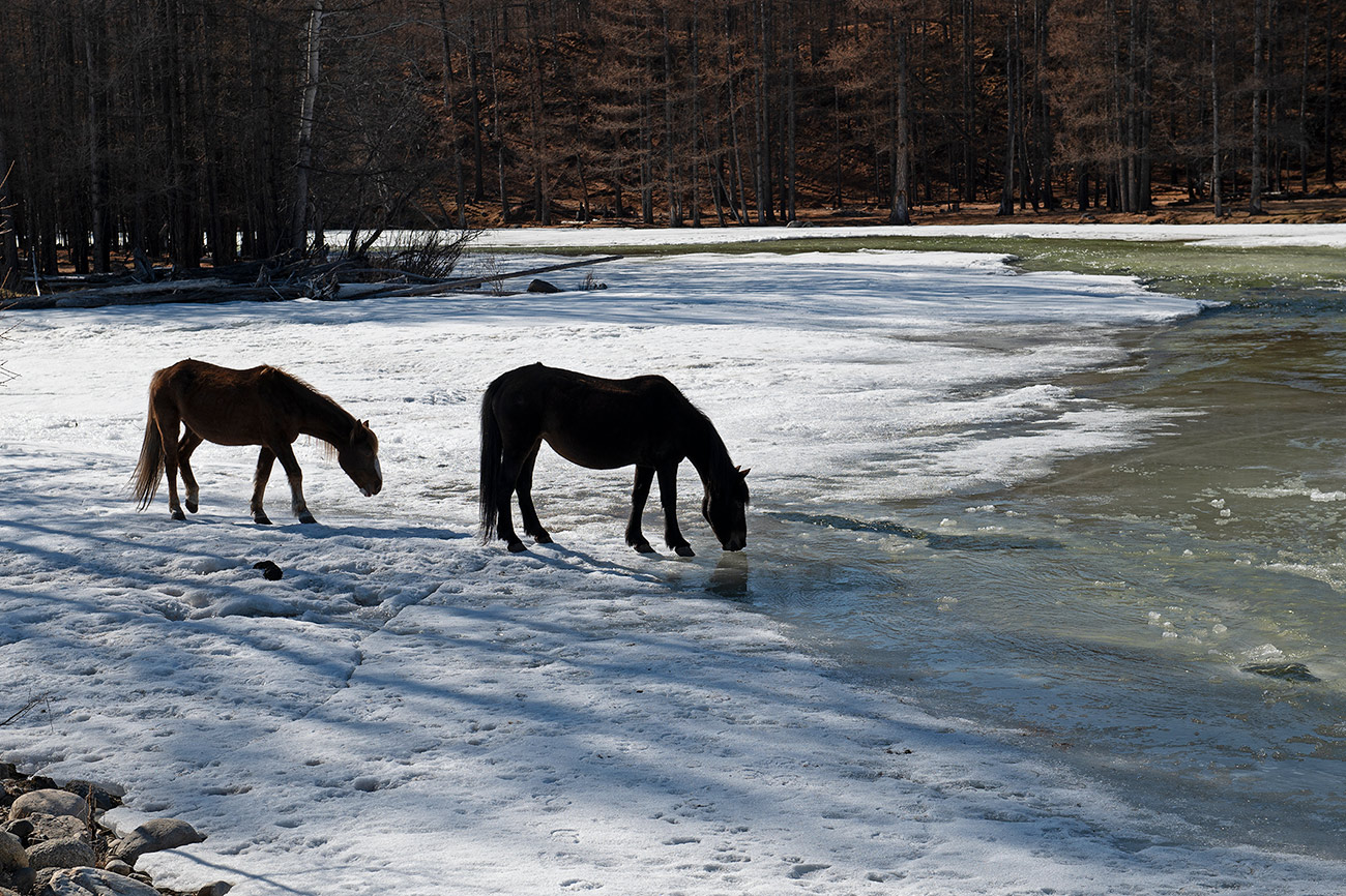 Ходят кони к водопою