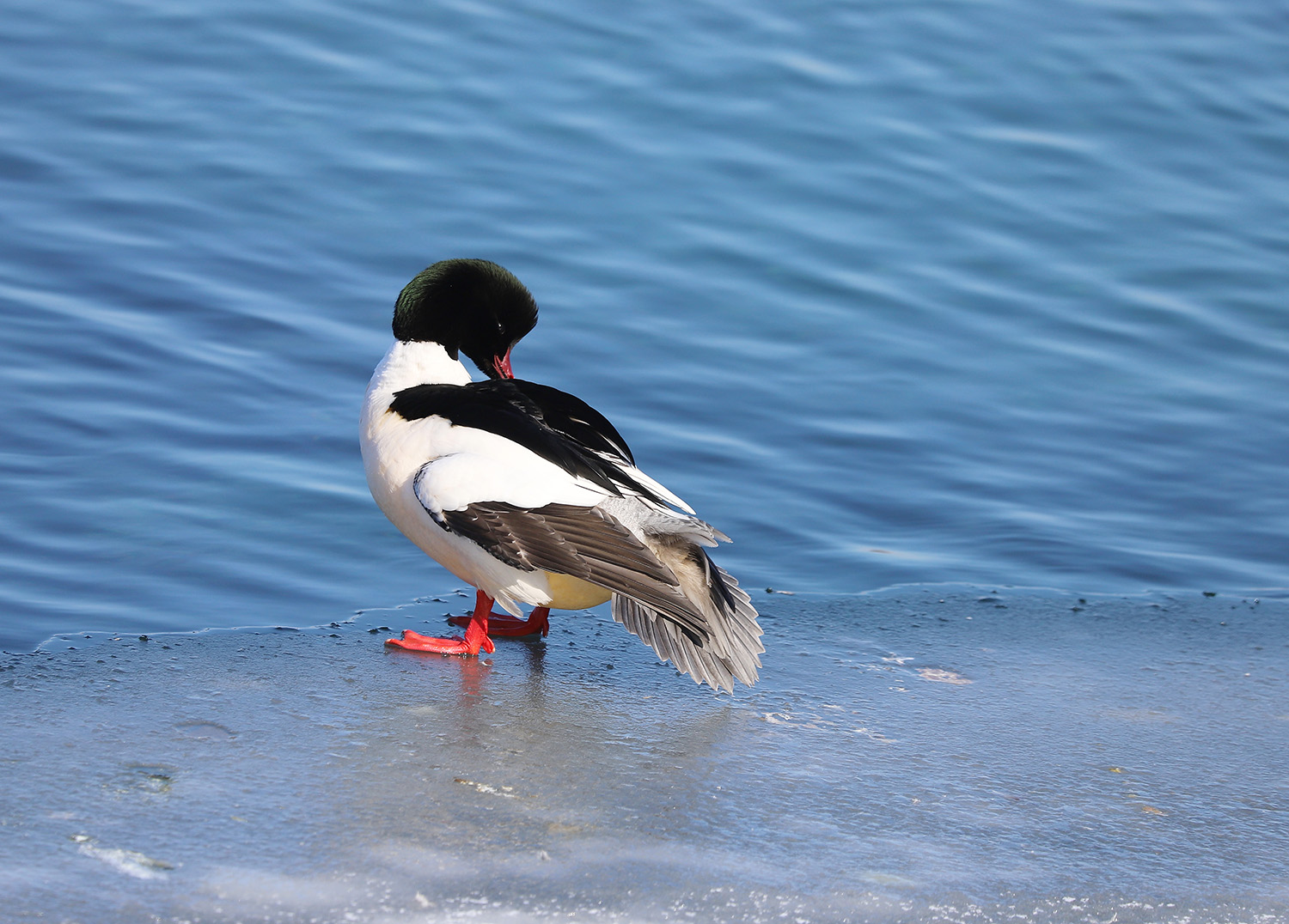 ������ ������