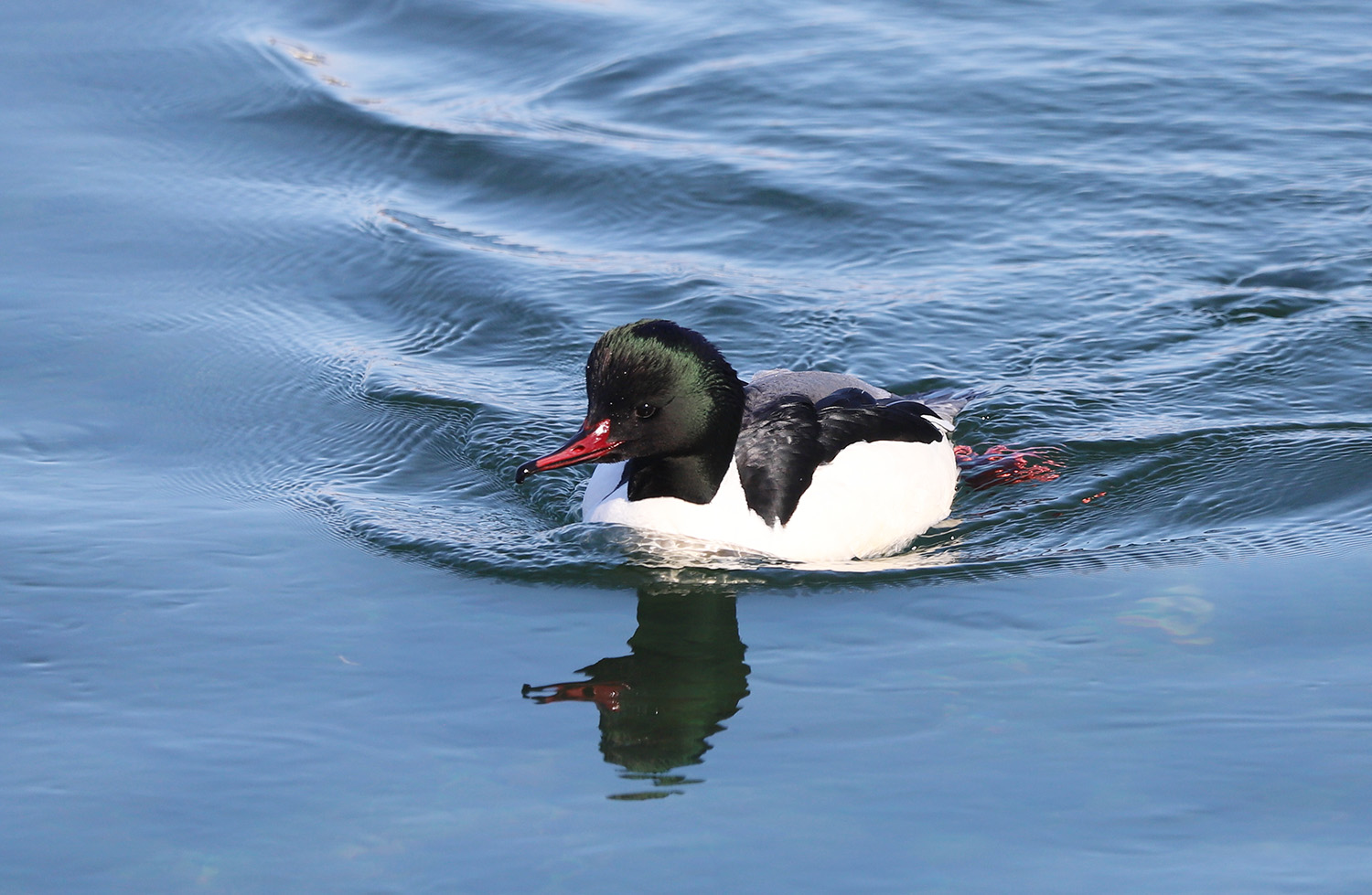 � ��������, �������, ��������� �������