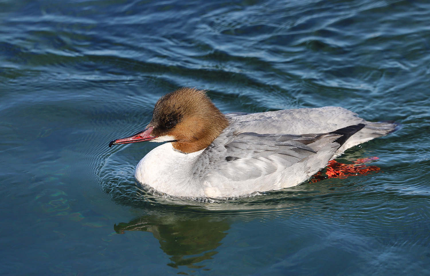 ����� �������