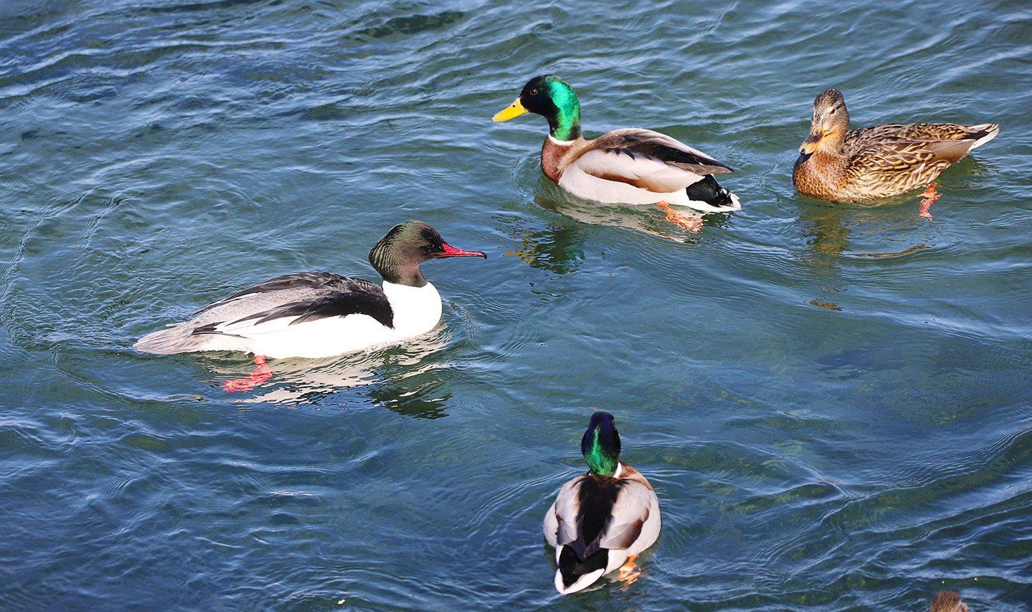 ����� ����������