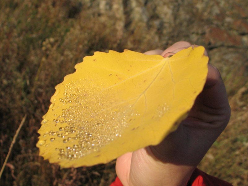 ����� �� ������