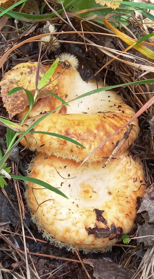 � �������� ����� 1