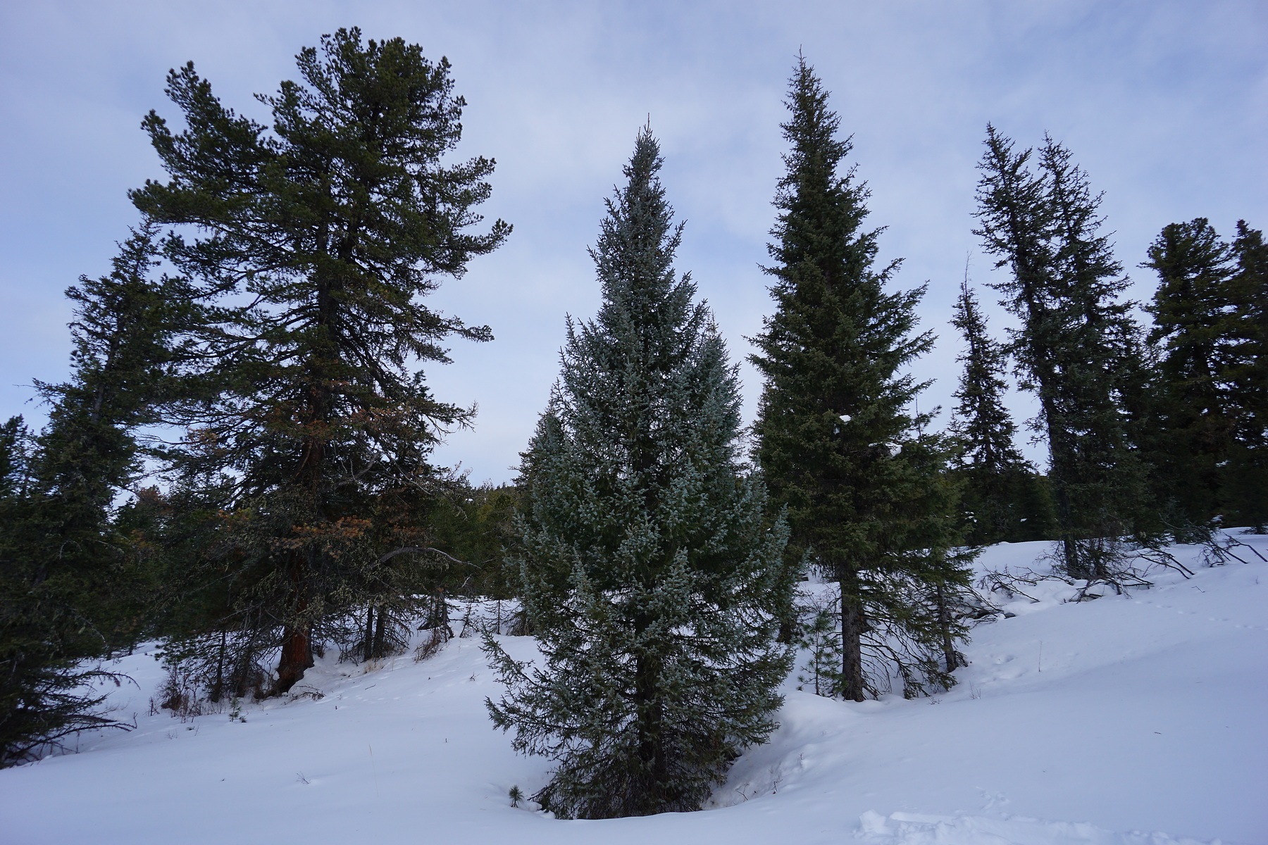 ��� ������� ������ ���� ������