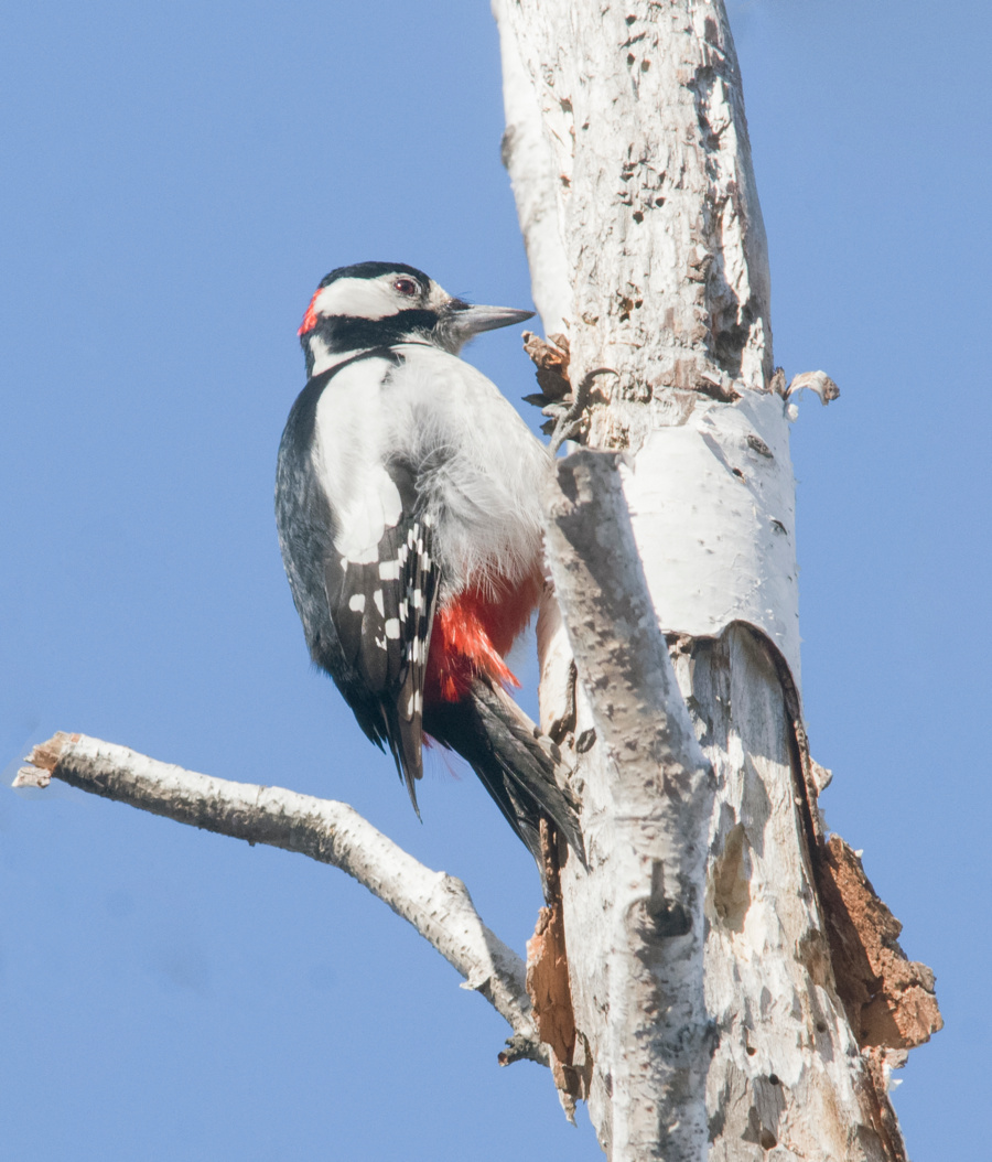 �� �������