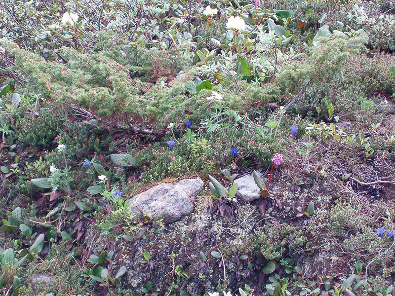 ���������� �����������