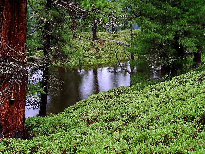 Полянка в лесу, залитая водой