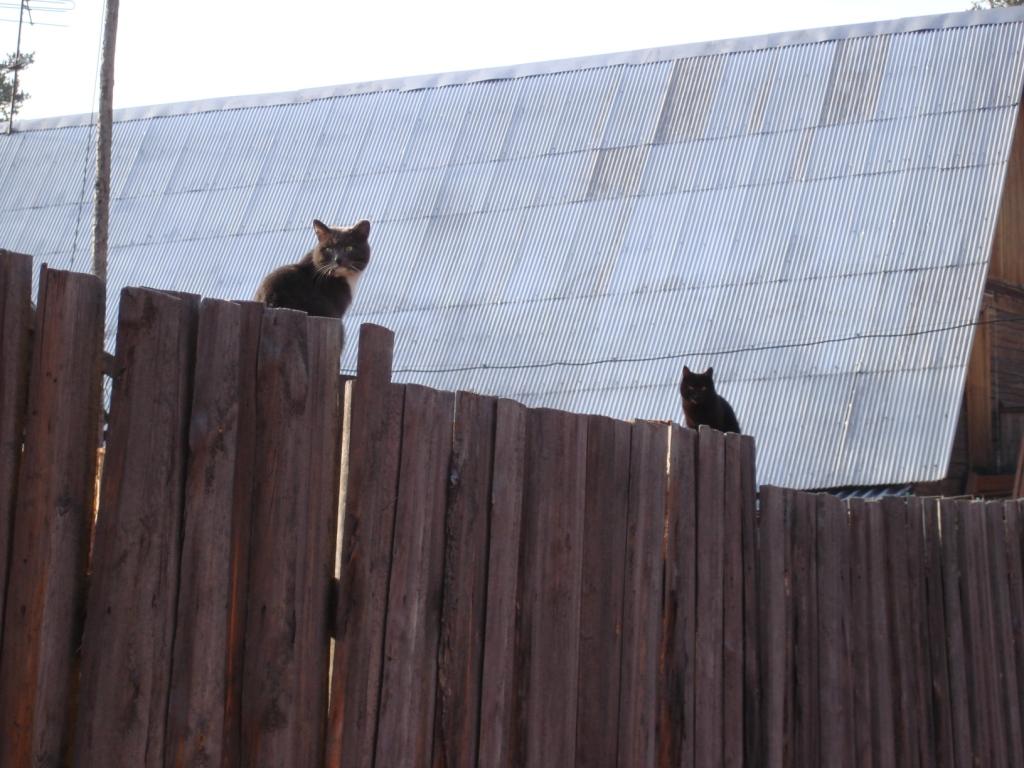 ��� ��� ��� ������?!