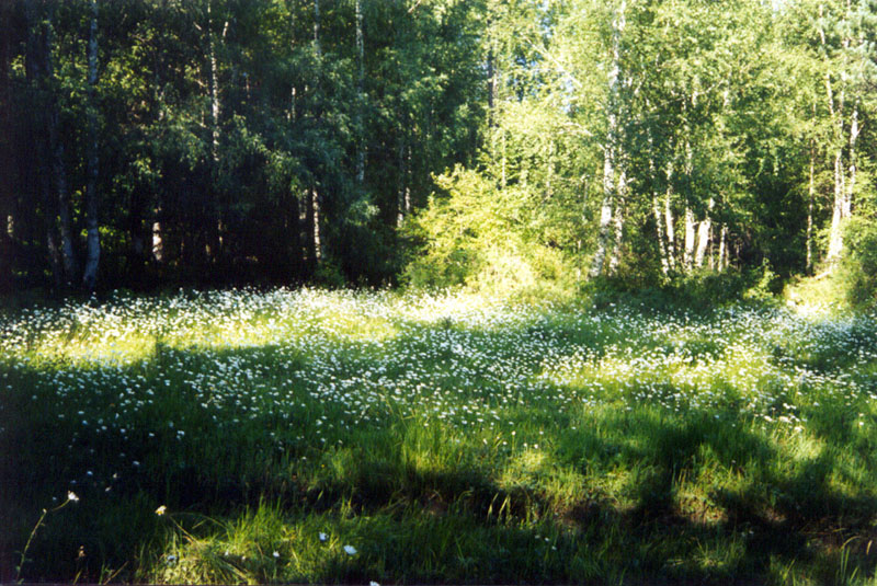 ������ ���������