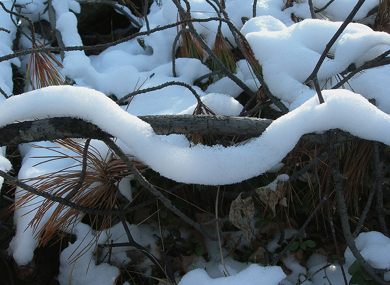 Гадюки зимой. Змеи зимуют. Змеи зимой. Зимовка змей в природе. Змеи спят зимой.