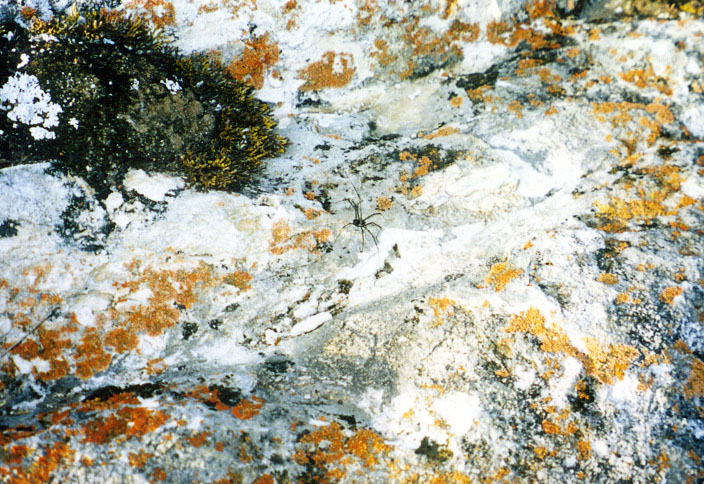 ���� �� �����