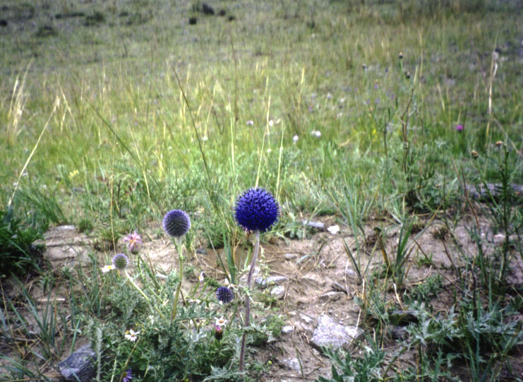 ������������ � ������ ����