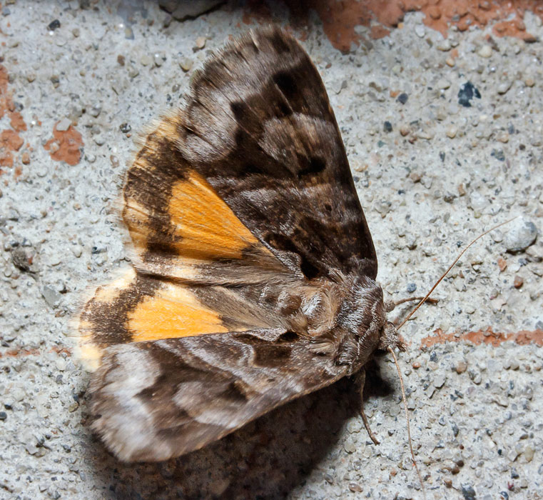   (Chrysorithrum flavomaculata)