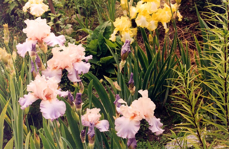 � ���� "�����"