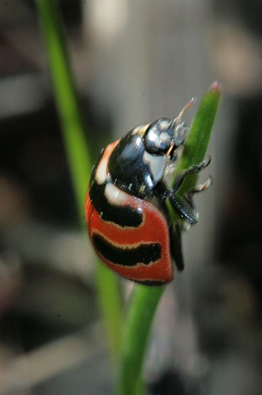   (Coccinella trifasciata)