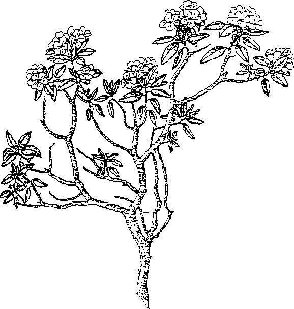 Цветущий верхушечный побег рододендрона Адамса